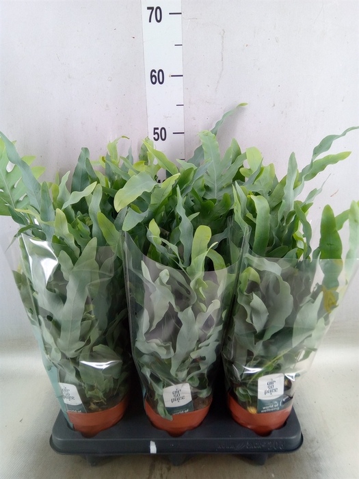 <h4>Phlebodium aureum 'Blue Star'</h4>
