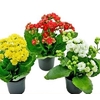 KALANCHOE DOBRADO MINI P06