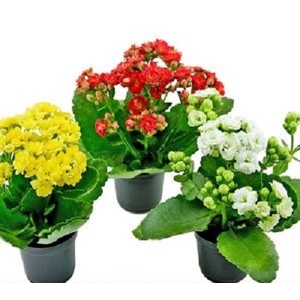 KALANCHOE DOBRADO MINI P06