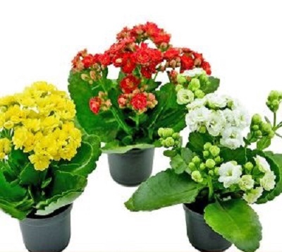 <h4>KALANCHOE DOBRADO MINI P06</h4>