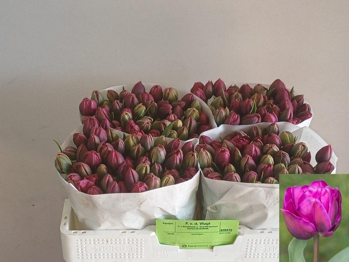 <h4>TU DU PURPLE PION</h4>