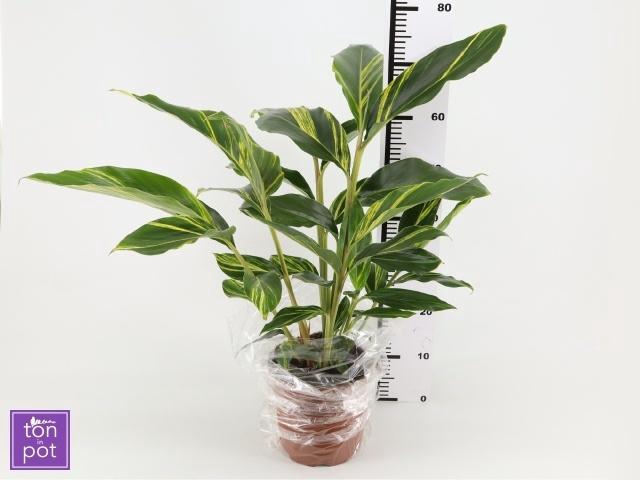 <h4>ALPINIA VARIEGATA</h4>