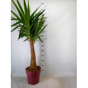 Yucca elephantipes   ...