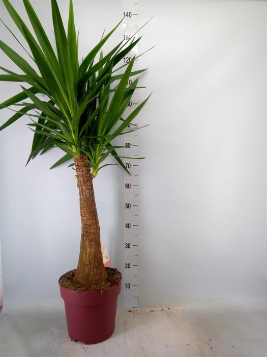 <h4>Yucca elephantipes   ...</h4>