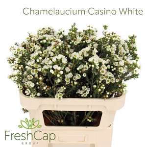 Chamelaucium Casino White