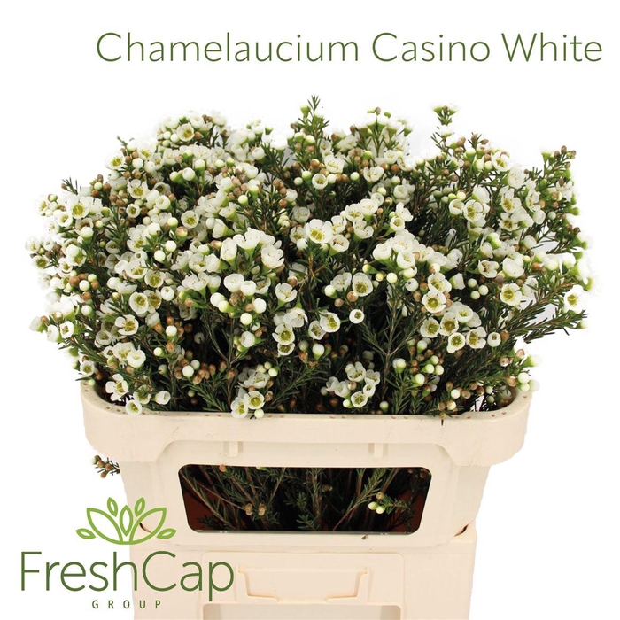 <h4>Chamelaucium Casino White</h4>