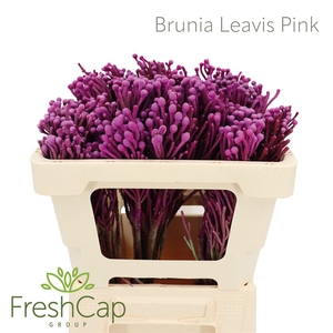 Brunia Leavis Pink