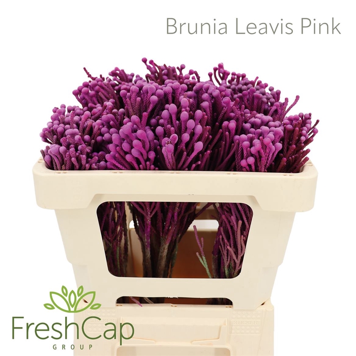 Brunia Leavis Pink