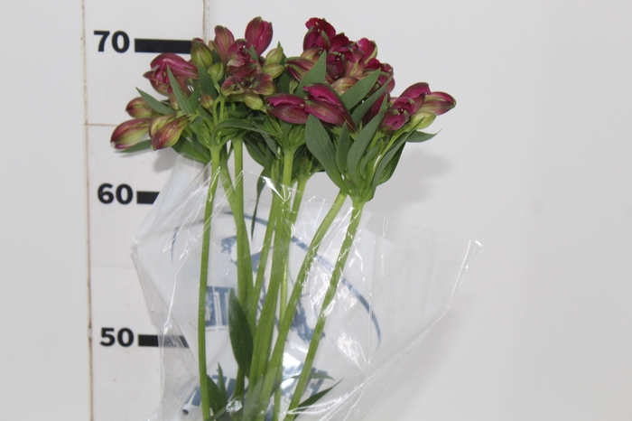 <h4>ALSTROEMERIA NAPOLI 070 CM</h4>