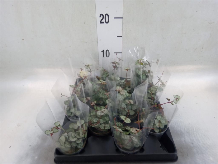 <h4>Ceropegia woodii ssp. woodii</h4>
