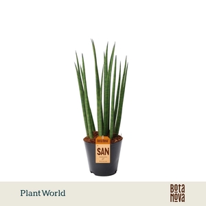 Sansevieria cylindrica 'Bacularis' / Mikado