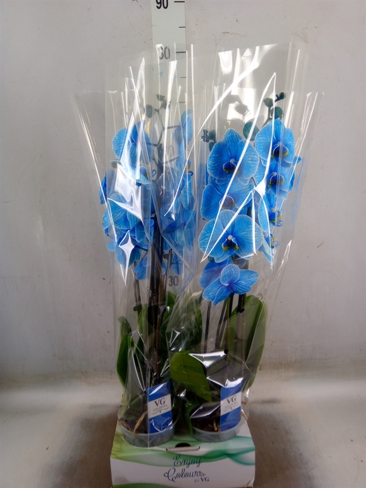 <h4>Phalaenopsis   ...</h4>