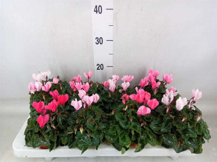 <h4>Cyclamen KL 'Crayon'</h4>