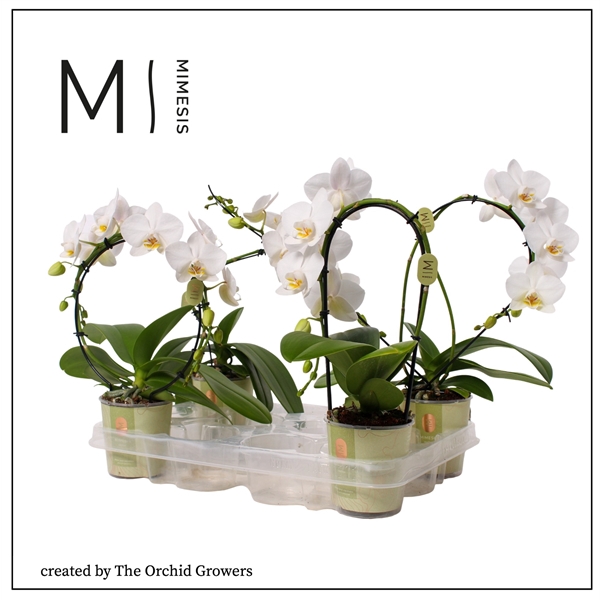 <h4>Mimesis Phal. Shapes mix - 9cm</h4>