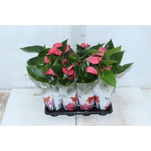 ANTHURIUM ROSA P06