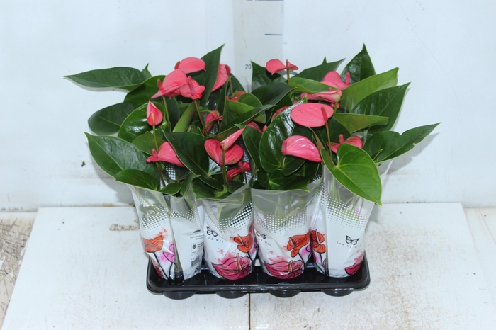 <h4>ANTHURIUM ROSA P06</h4>