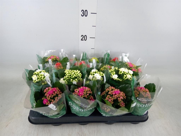 <h4>Kalanchoe blos. 'Rosalina'  ..mix 5</h4>