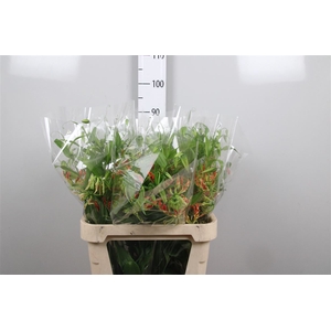 Gloriosa Sp Orange Long