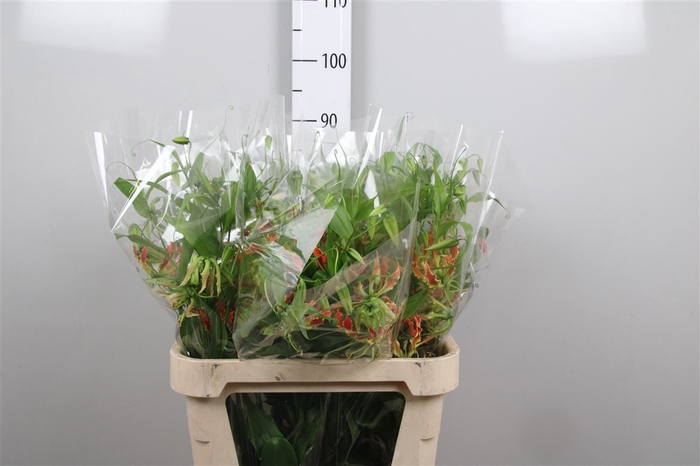 <h4>Gloriosa Sp Orange Long</h4>
