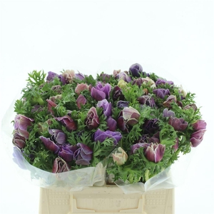 Anem Mistral Sr Cenere Super