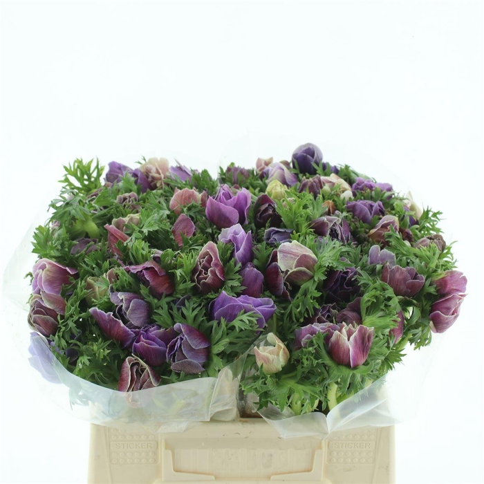 <h4>Anem Mistral Sr Cenere Super</h4>