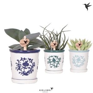 Kolibri Greens Succulenten mix in Malaga pot blue mix