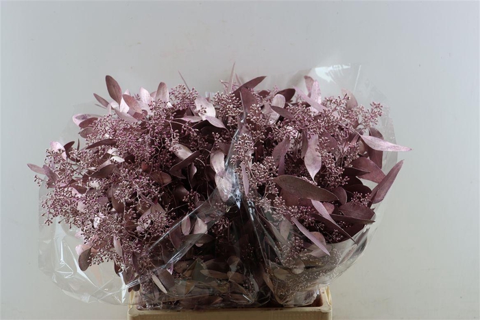 Euca Populus Berry Metal Pink P Bunch