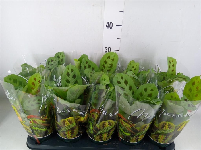 <h4>Maranta leuc. 'Kerchoveana'</h4>