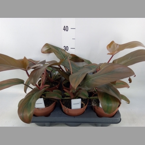 Philodendron   ...