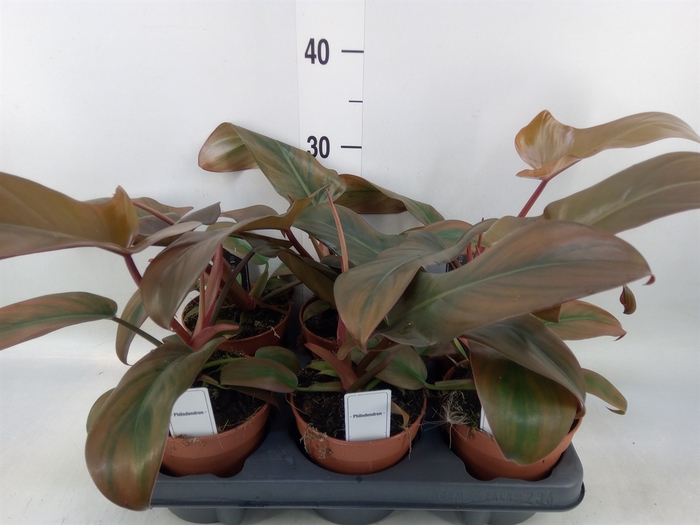 <h4>Philodendron   ...</h4>