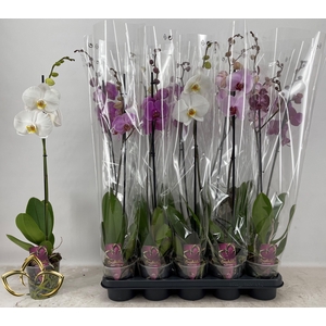PHAL GEM