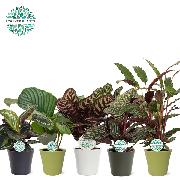 <h4>Calathea Gemengd p14 in COCO Keramiek</h4>