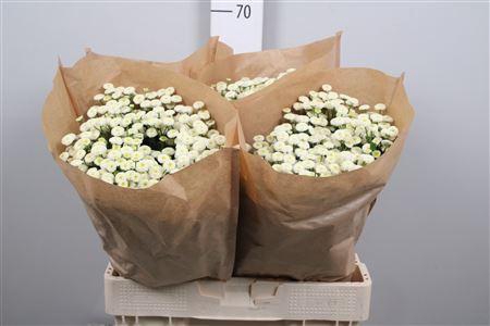 <h4>Tana Pa Rio</h4>