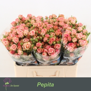 R Tr Pepita Opstal