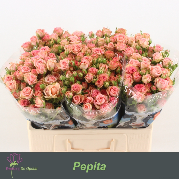 <h4>R Tr Pepita Opstal</h4>
