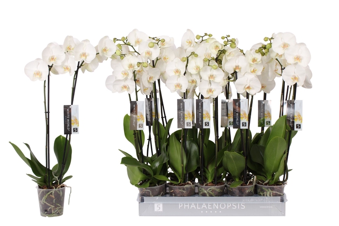<h4>Phalaenopsis White World</h4>