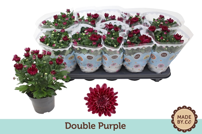 <h4>Chrysant Double Purple</h4>