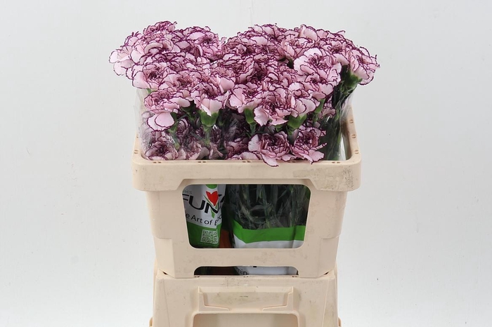 <h4>Di St Damascus 50cm</h4>