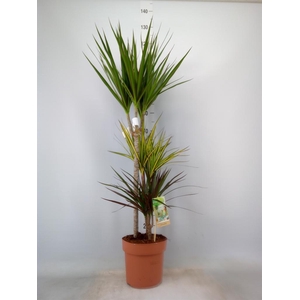 Dracaena marg.   ..mix 3