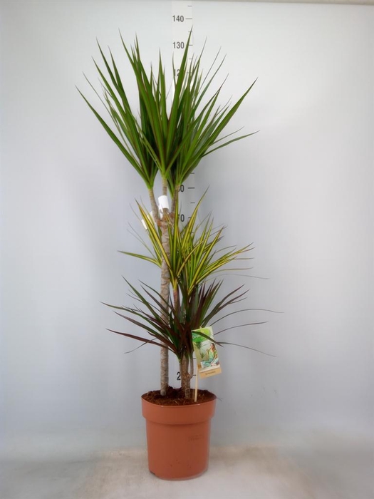 <h4>Dracaena marg.   ..mix 3</h4>