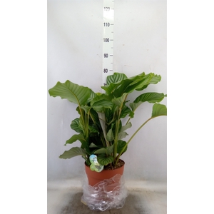 Calathea orbifolia