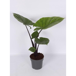 Alocasia Overig Dark Star