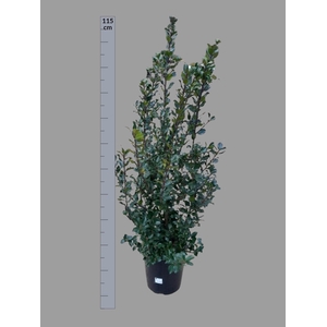 ILEX MES BLUE PRINC