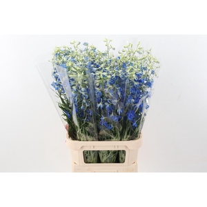 Delph En Volkerfried