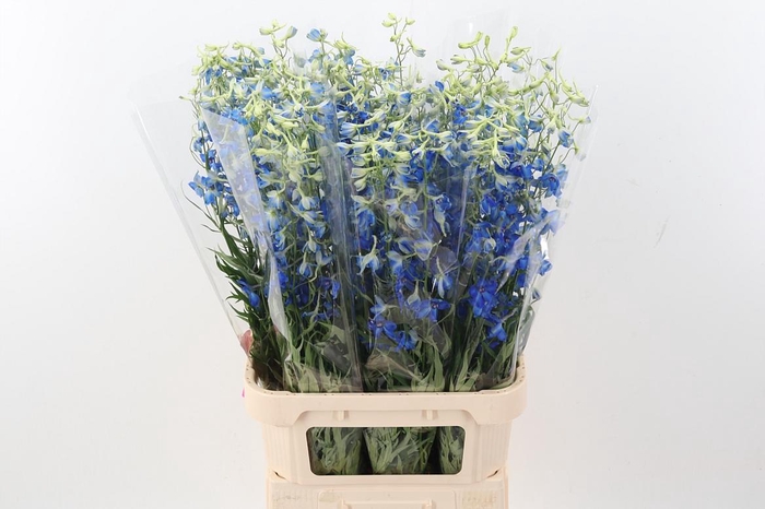 <h4>Delph En Volkerfried</h4>