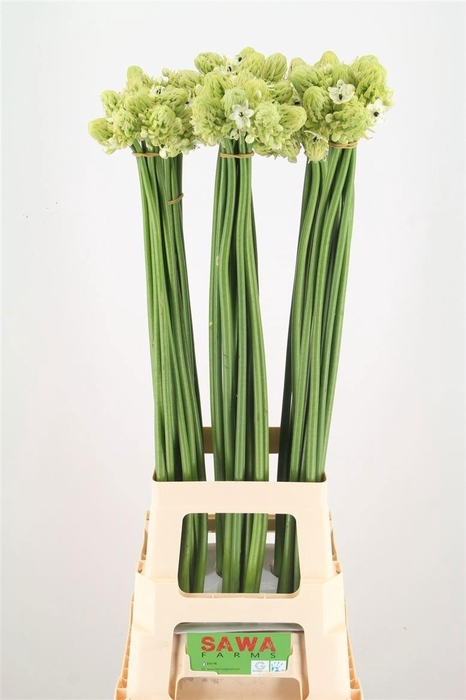 <h4>ORNIT SAUNDERSIAE</h4>