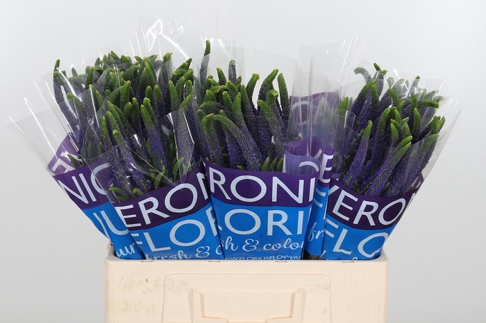 <h4>Veron Smart Navy</h4>