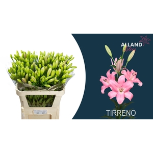 LI LA TIRRENO