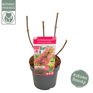 Hydrangea quercifolia