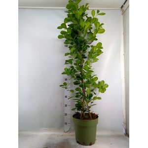 Ficus microcarpa 'Moclame'